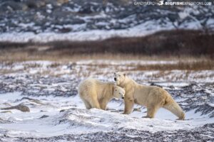 Polar Bear photography tour in Churchill, Canada.