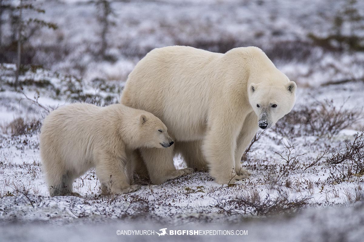 Polar Bear photography tour in Churchill, Canada.