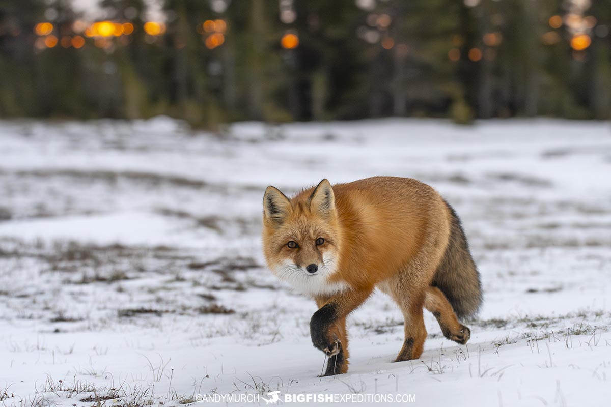 Red fox on the tundra in beautiful light.