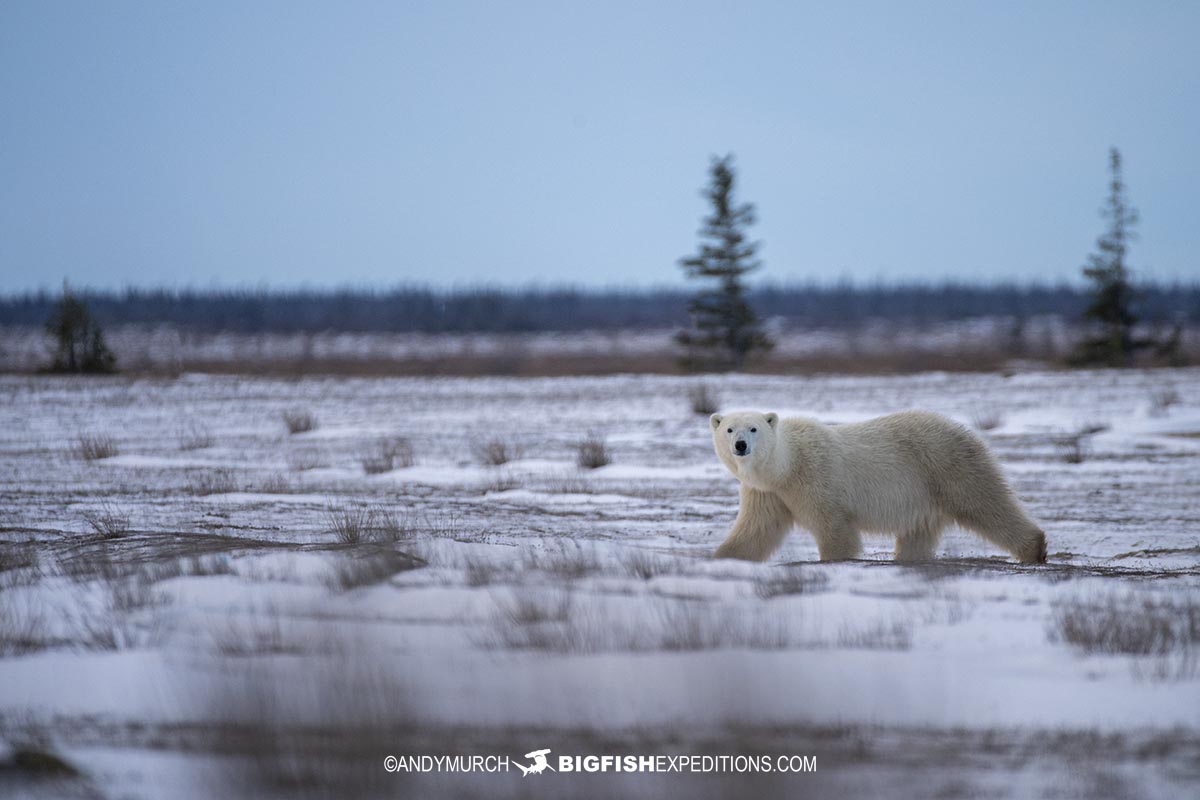 Polar Bear tour.