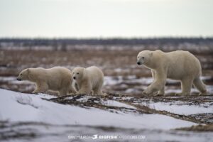 Polar Bear mom and cubs on the Canadian tundra.