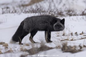 Silver fox watching a polar bear.