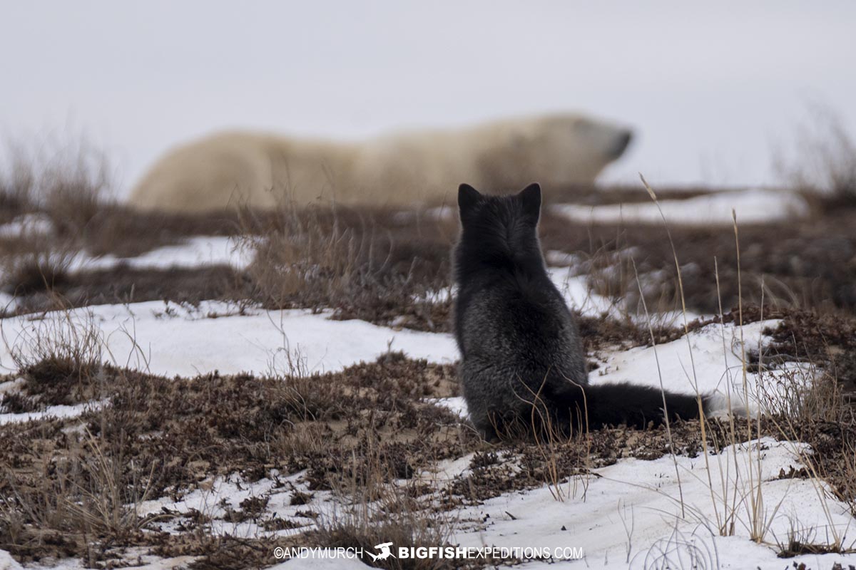 Silver fox watching a polar bear.