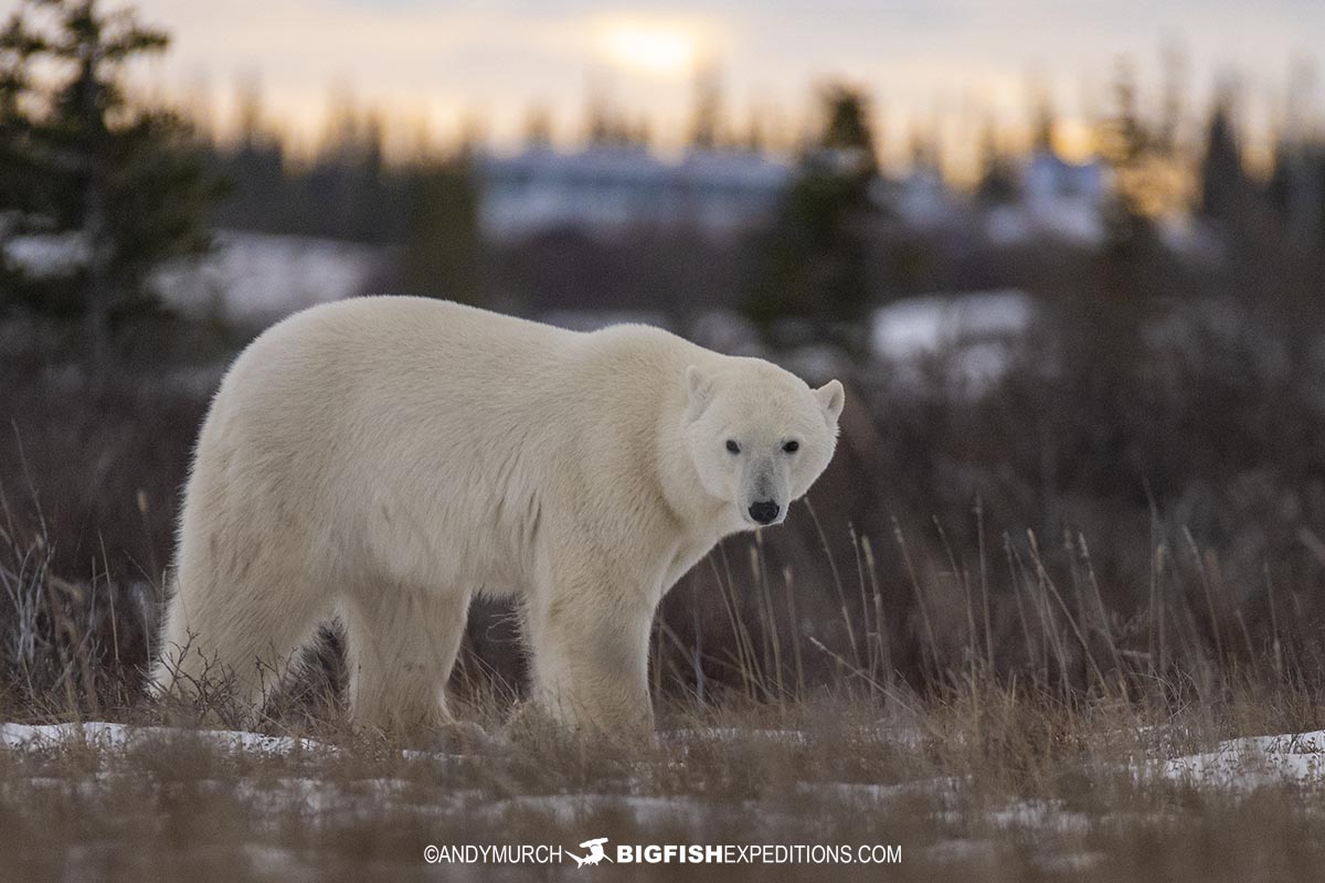 Polar bear tour in Churchill, Manitoba.