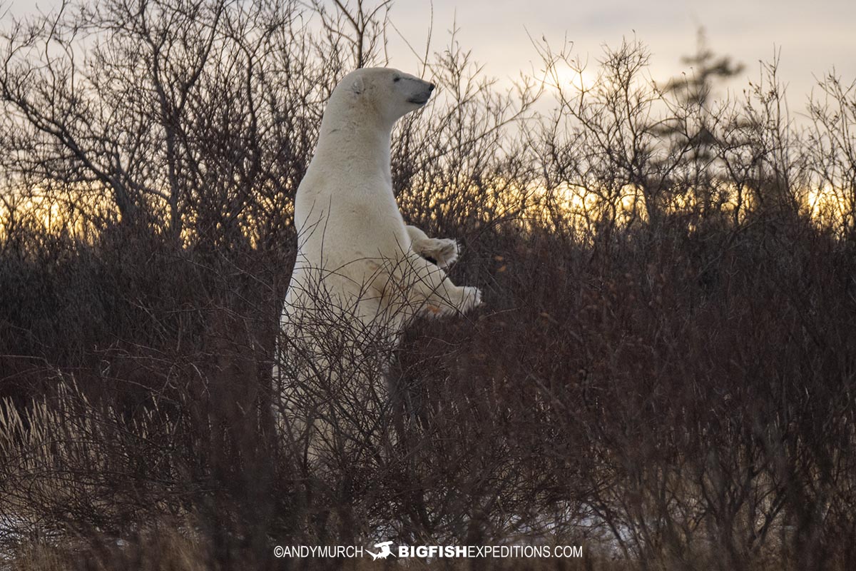 Fighting polar bears on the tundra.