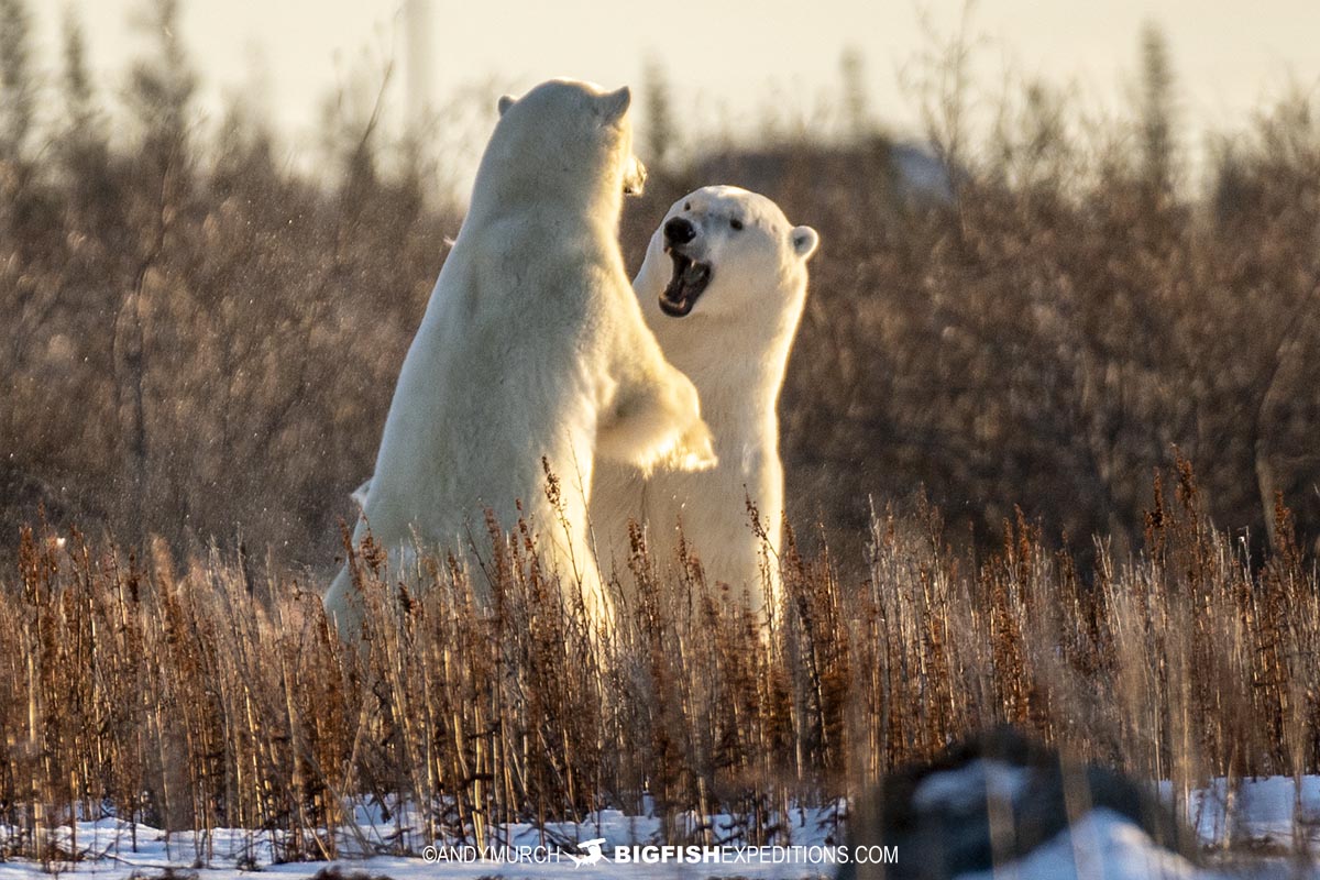 Fighting polar bears on the tundra.