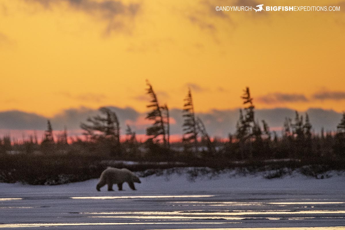 Tundra sunset.