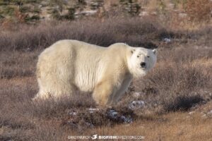 Polar Bear photography tour Churchill, Canada.