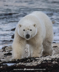 Polar Bear tour on the tundra in Churchill, Canada.