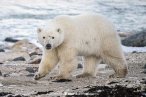 Polar Bear tour on the tundra in Churchill, Canada.