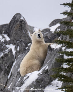 Polar Bear Photography Tour Churchill.