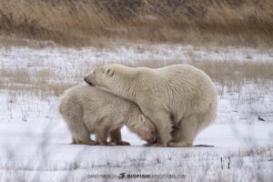 Polar Bear mom and cub feeding on a moose carcass.