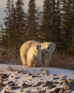 Polar Bear Photography Tour in Churchill, Canada.