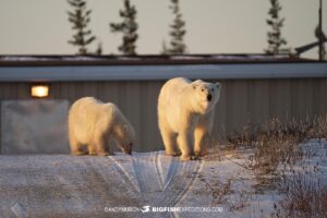 Polar Bears outrside a building near Churchill, Canada.