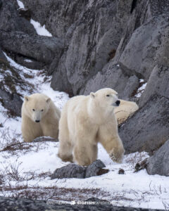 Polar Bear Tour in Churchill, Manitoba.