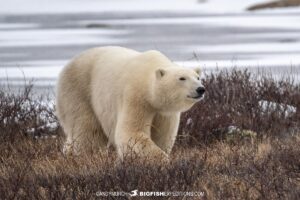 VIP Polar Bear Photography Tour in Churchill, Manitoba.