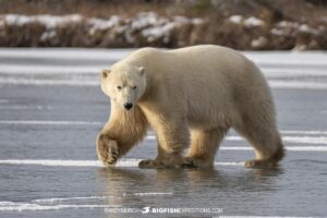 Polar Bear crossing the ice in Churchill, Manitoba.