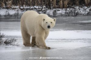 Polar Bear on the tundra on our wildlife Photography Tour in Churchill, Canada.