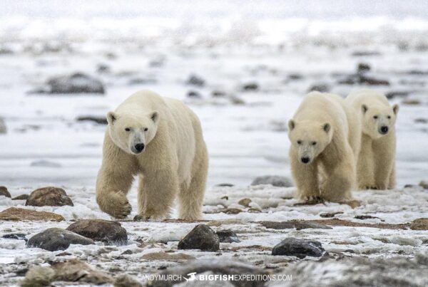 Mother and cubs on our Polar Bear Photography Tour in Churchill, Canada.