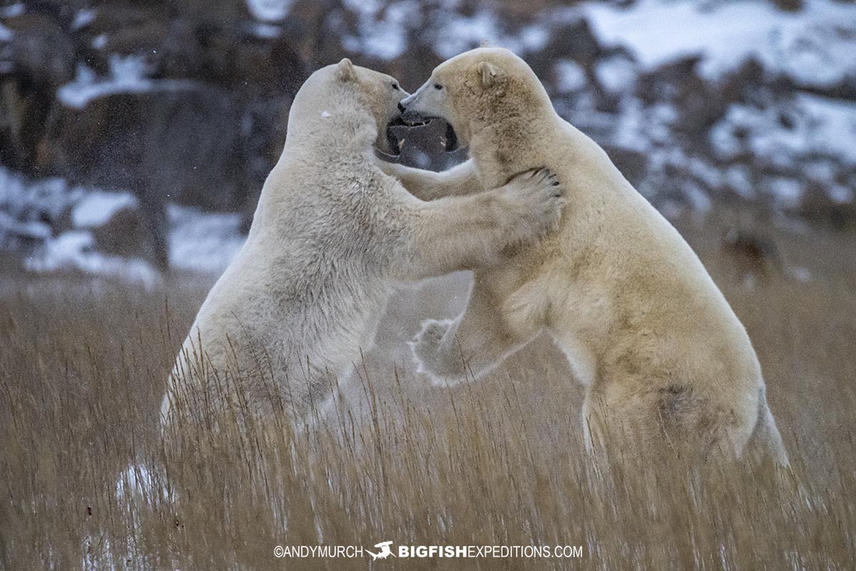 Polar Bears sparring on the tundra near Churchill.