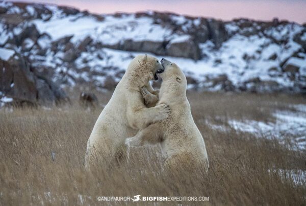 Polar Bears sparring on the tundra near Churchill.