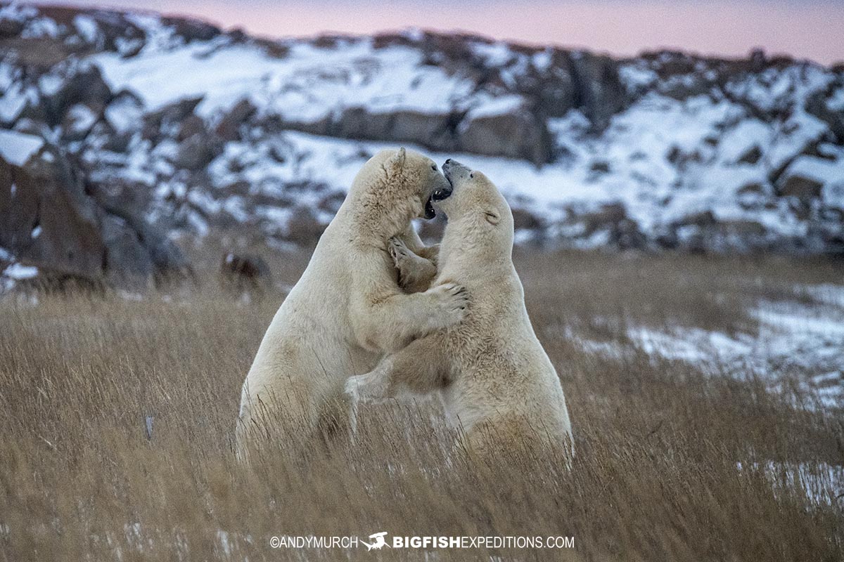 Polar Bears sparring on the tundra near Churchill.