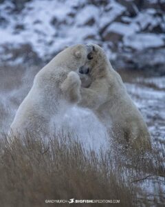 Polar Bears sparring on the tundra near Churchill.