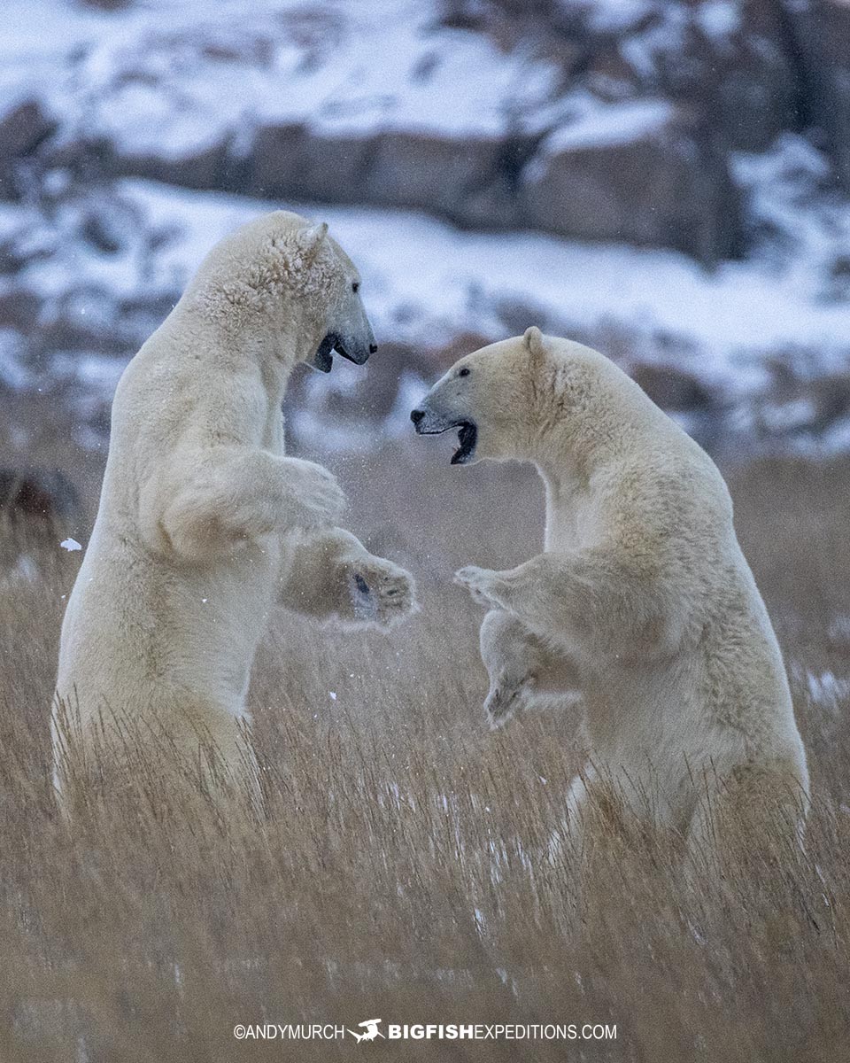 Polar Bears sparring on the tundra near Churchill.