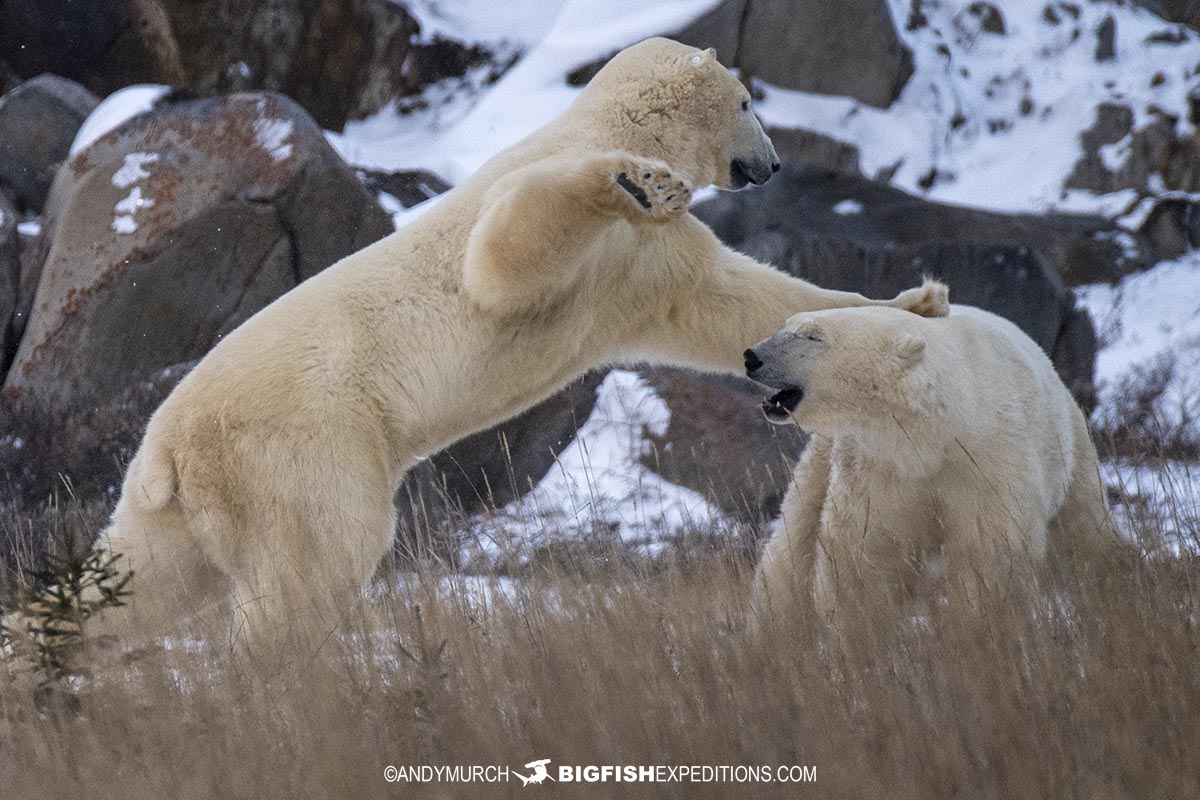 Polar Bears sparring on the tundra near Churchill.