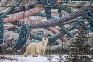 Polar Bear infront of a large mural in Churchill, Canada.