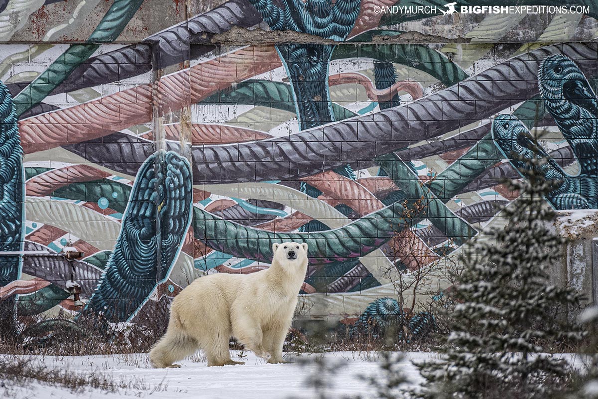 Polar Bear infront of a large mural in Churchill, Canada.