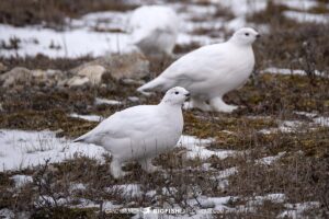 Ptarmigan in their white winter plumage.