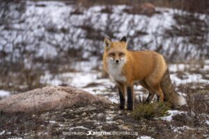 Red fox on our Polar Bear Photography Tour in Churchill, Canada.