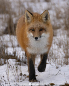 Red fox on our Polar Bear Photography Tour in Churchill, Canada.