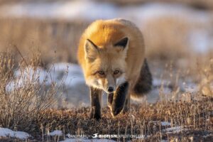 Red fox on the tundra near Churchill.