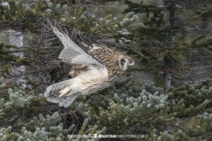 Short eared owl on the tundra near Churchill, Canada.