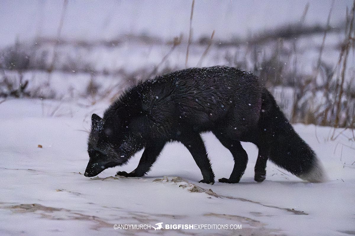 Silver fox on the Canadian tundra near Churchill.