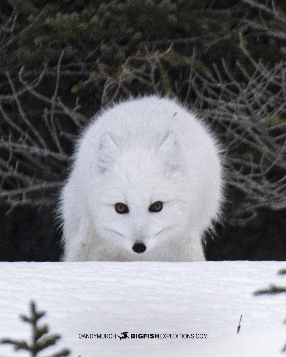 Arctic fox near Churchill, Canada.