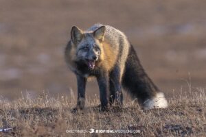 Cross fox on the tundra near Churchill.