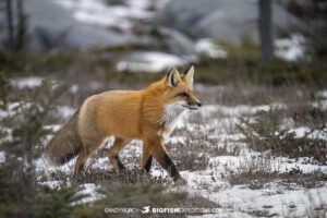 Red fox on the tundra near Churchill, Canada.