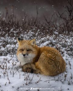 Red fox curled up in willows.