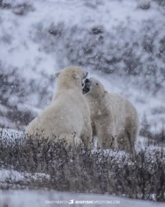 Sparring polar bears on the Canadian tundra.