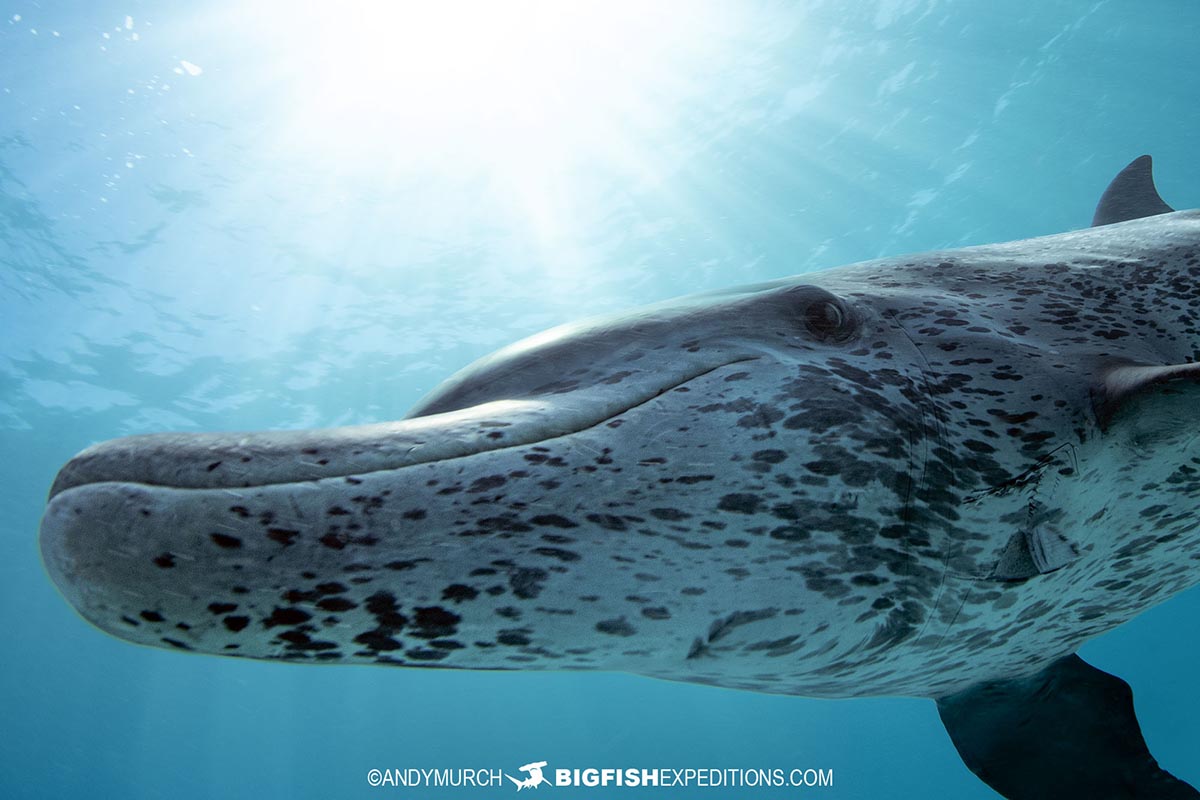 Swimming with Atlantic spotted dolphins in the Bahamas.