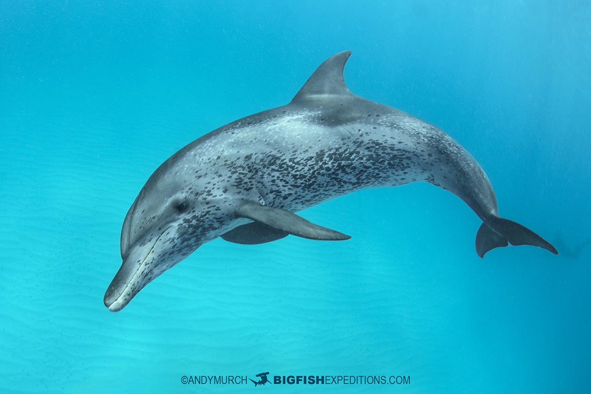 Swimming with Atlantic spotted dolphins in the Bahamas.