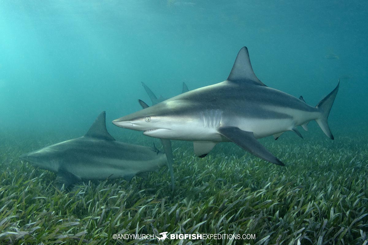 Blacktip Shark diving at Bimini Island, Bahamas.