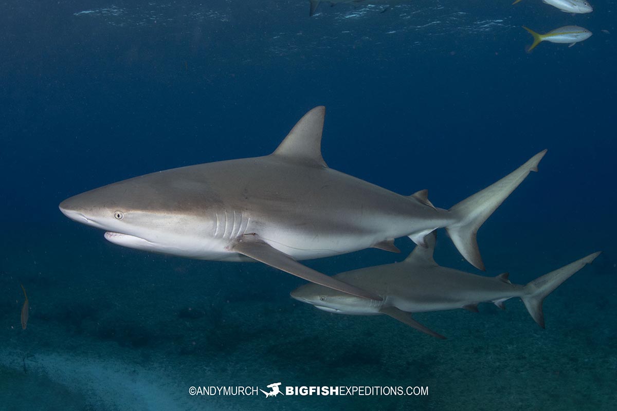 Caribbean Reef Shark diving at Bimini Island, Bahamas.