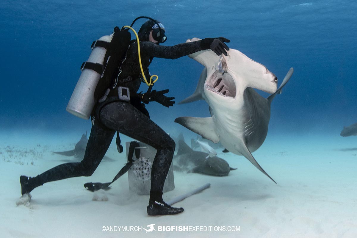 Great Hammerhead Shark diving at Bimini Island, Bahamas.