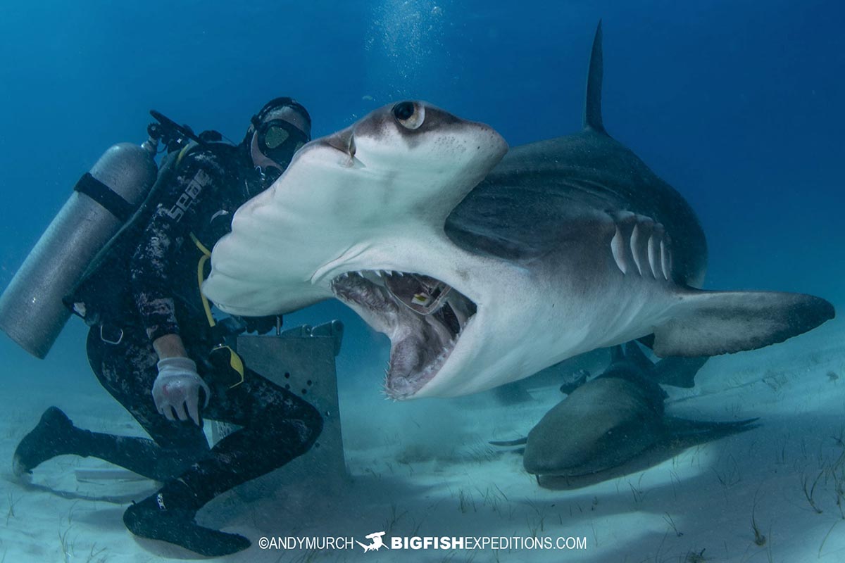 Great Hammerhead Shark diving at Bimini Island, Bahamas.