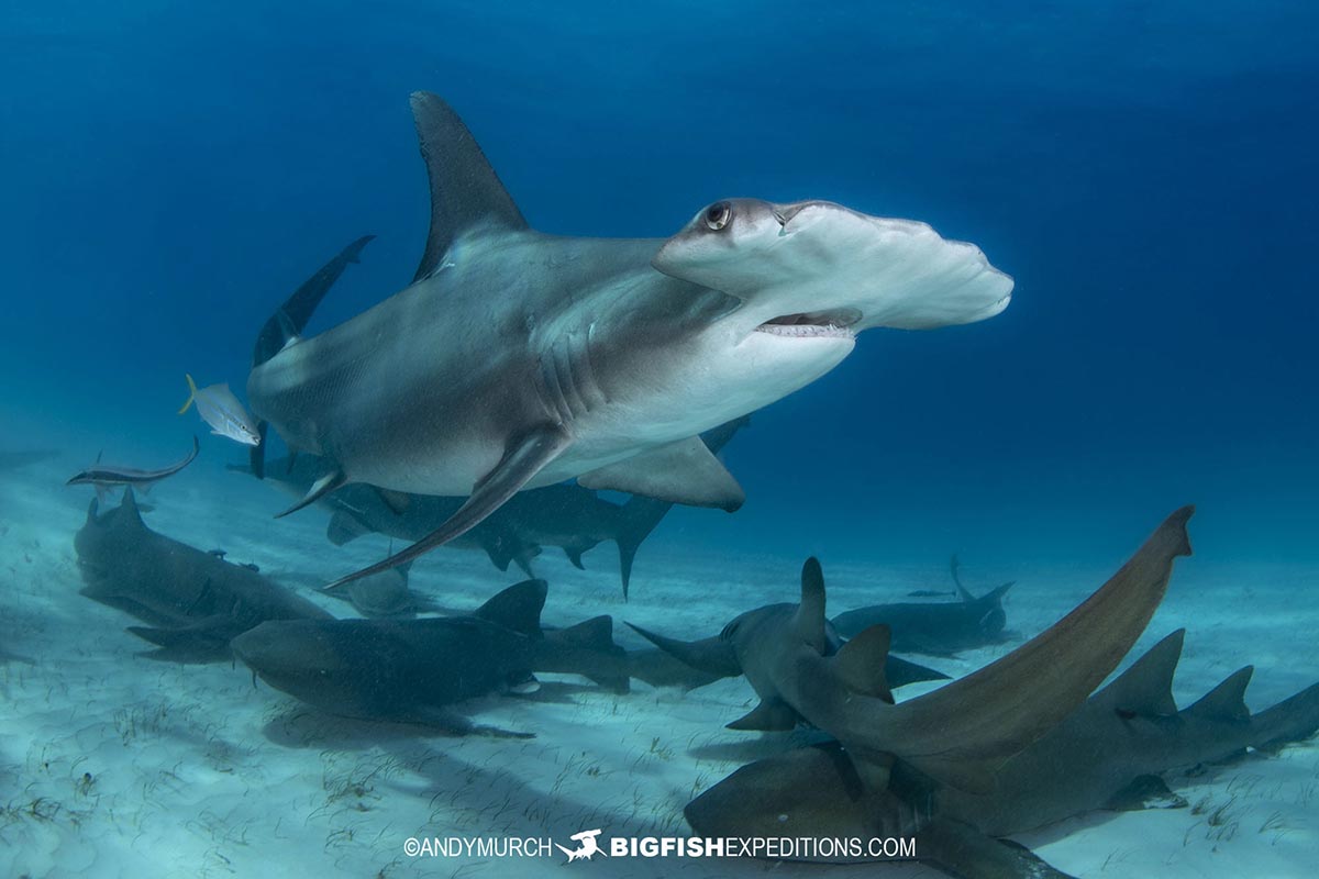 Great Hammerhead Shark diving at Bimini Island, Bahamas.