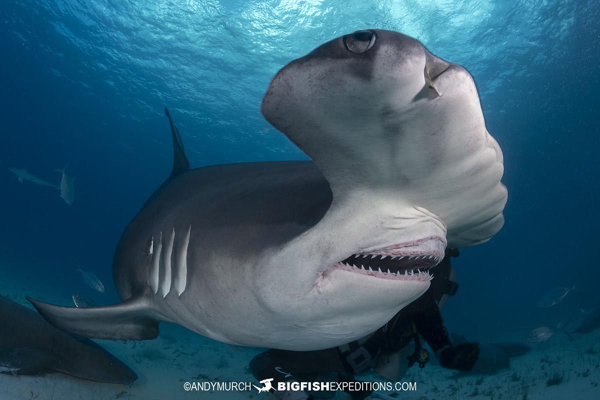 Great Hammerhead Shark diving at Bimini Island, Bahamas.